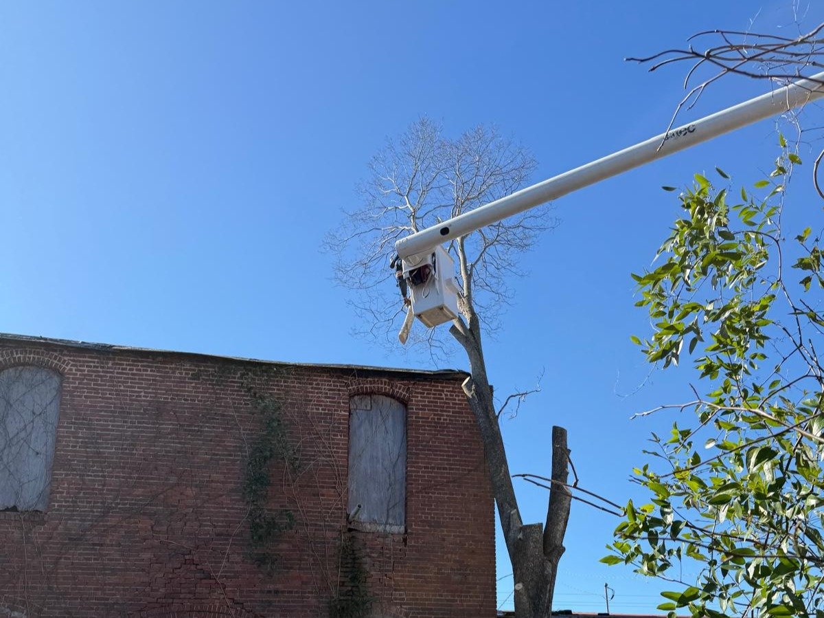 El Costeño Tree Service LLC